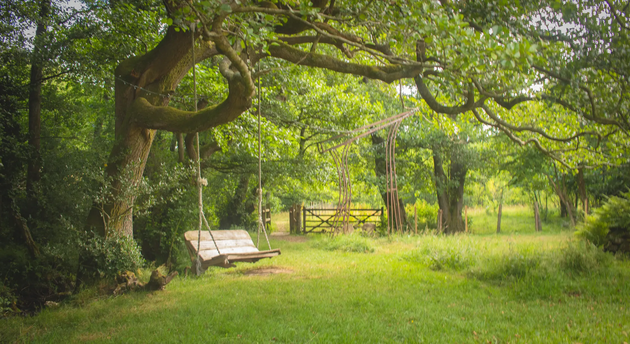 Wooden swing beneath an old tree at Cwm Sticky Dingle